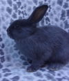 adoptable Rabbit in Santa Barbara, CA named WILLIS