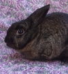 adoptable Rabbit in Santa Barbara, CA named MONET