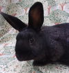 adoptable Rabbit in Santa Barbara, CA named MONET