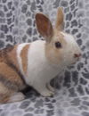 adoptable Rabbit in  named RUSSELL