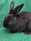 adoptable Rabbit in  named JUANITO