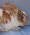 adoptable Rabbit in  named TEDDY