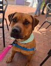 adoptable Dog in Santa Barbara, CA named ROXY