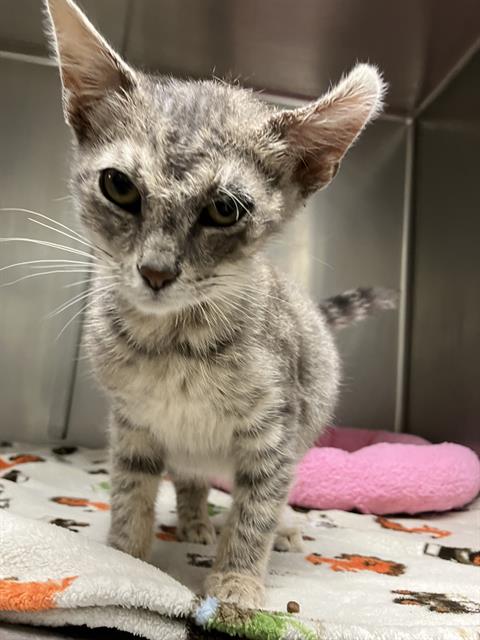 adoptable Cat in Santa Barbara, CA named APPLESAUCE