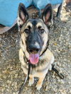 adoptable Dog in Santa Barbara, CA named MIKEY