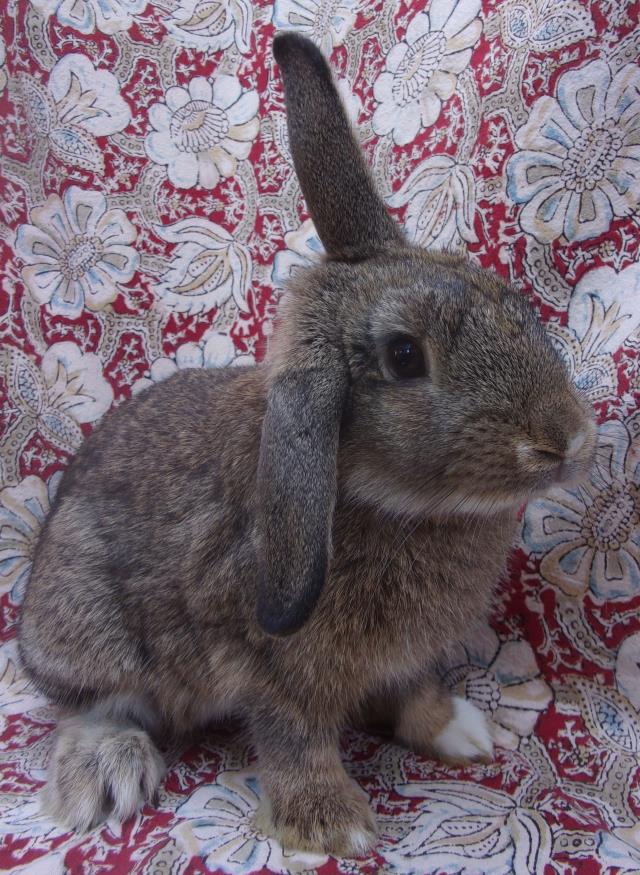 adoptable Rabbit in Santa Barbara, CA named DAVID HOPPERFIELD