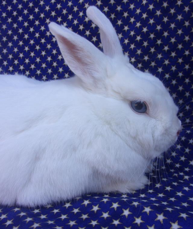 adoptable Rabbit in Santa Barbara, CA named FLOPS