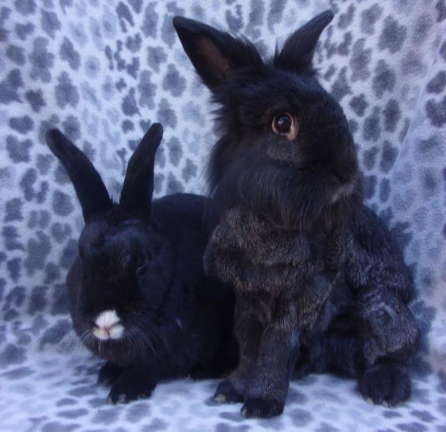 adoptable Rabbit in Santa Barbara, CA named ELVIS