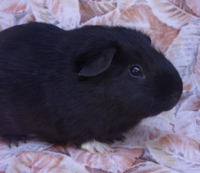 adoptable Guinea Pig in Santa Barbara, CA named MULBERRY