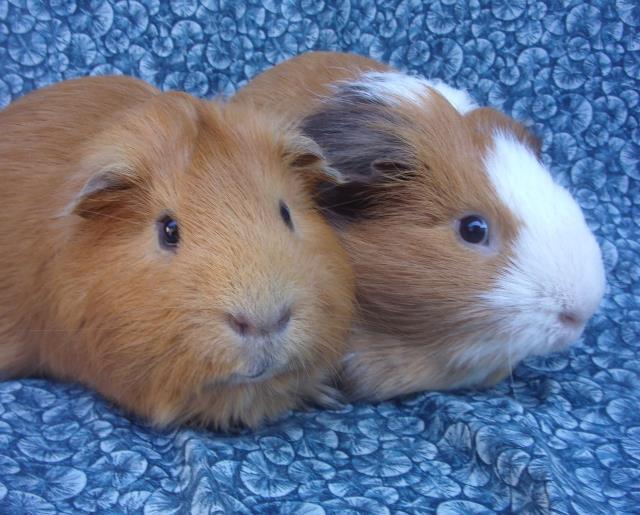 adoptable Guinea Pig in Santa Barbara, CA named COLLY