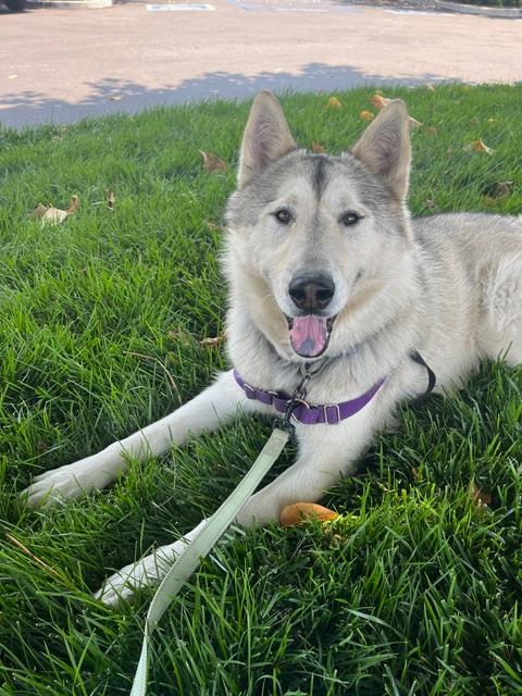 adoptable Dog in Santa Barbara, CA named BALTO