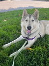adoptable Dog in  named BALTO