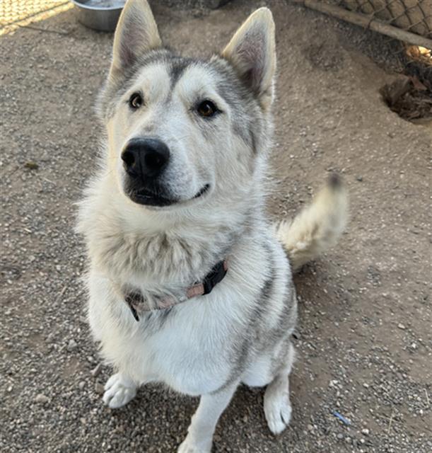 adoptable Dog in Santa Barbara, CA named BALTO