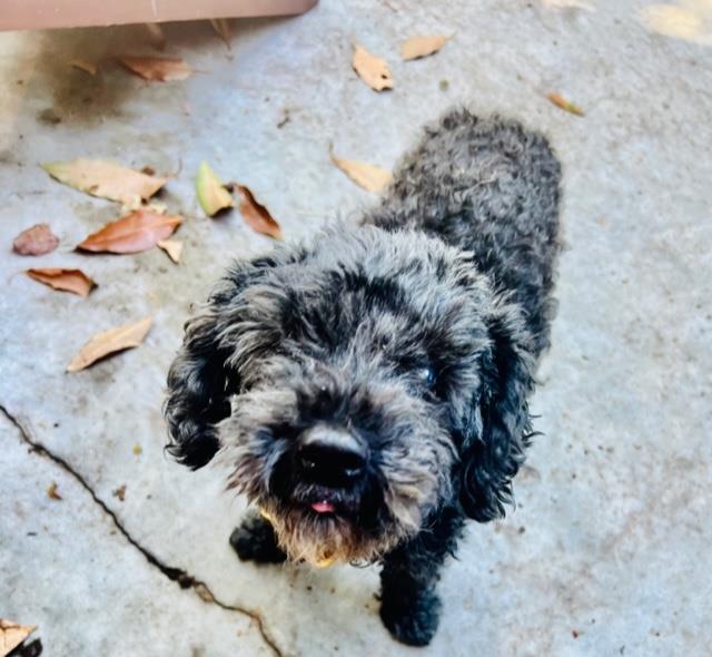 adoptable Dog in Santa Barbara, CA named PIPPY