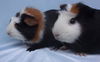 adoptable Guinea Pig in Santa Barbara, CA named MARTHA