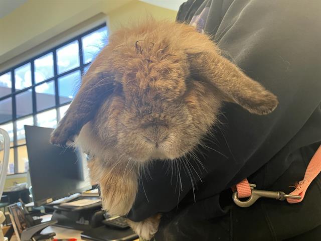 adoptable Rabbit in Santa Barbara, CA named BUBBLES