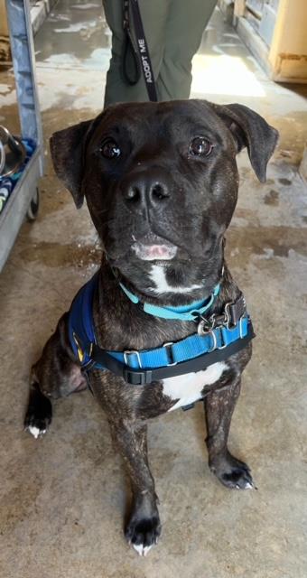 adoptable Dog in Santa Barbara, CA named BUDDY