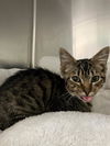 adoptable Cat in Santa Barbara, CA named LEO