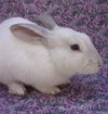 adoptable Rabbit in  named MR. LAVENDER