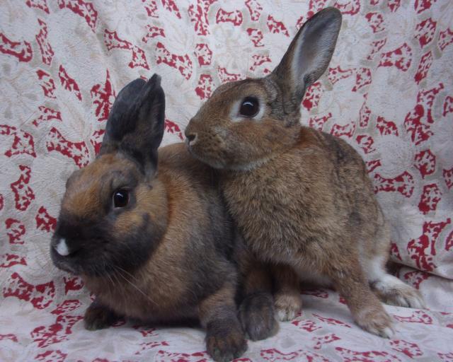 adoptable Rabbit in Santa Barbara, CA named LUCAS