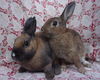 adoptable Rabbit in  named LUCAS