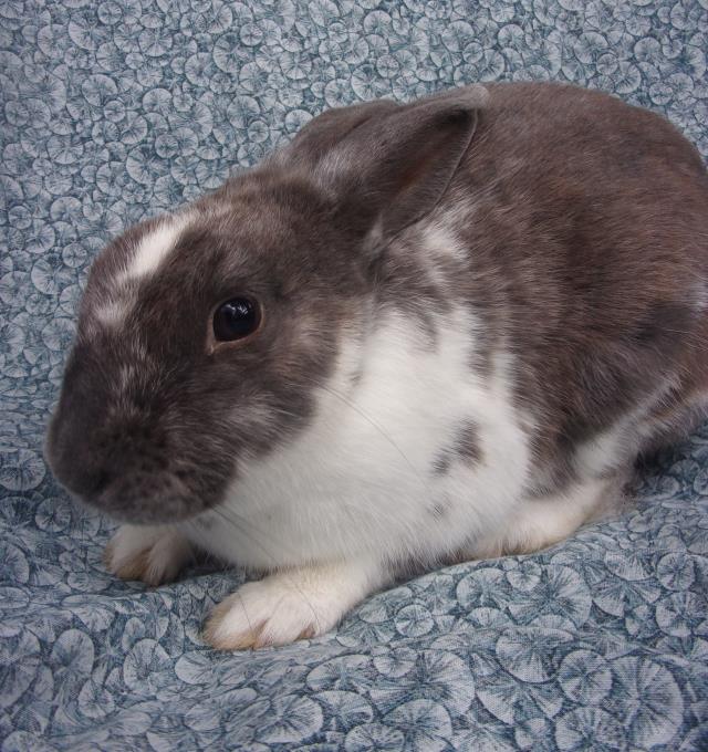 adoptable Rabbit in Santa Barbara, CA named DEVITA