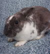 adoptable Rabbit in  named DEVITA