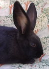 adoptable Rabbit in  named ATHENA