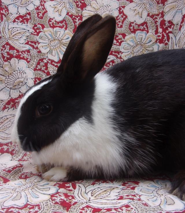 adoptable Rabbit in Santa Barbara, CA named MARSHA