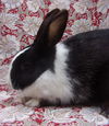 adoptable Rabbit in  named MARSHA