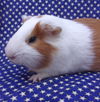 adoptable Guinea Pig in  named BROWNIE