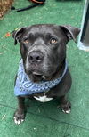 adoptable Dog in  named PORTER
