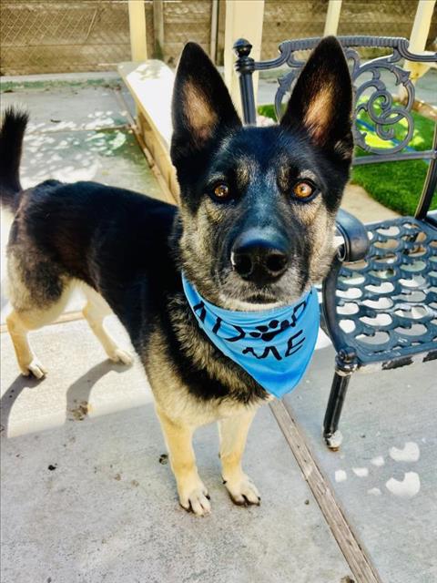 adoptable Dog in Santa Barbara, CA named THEO