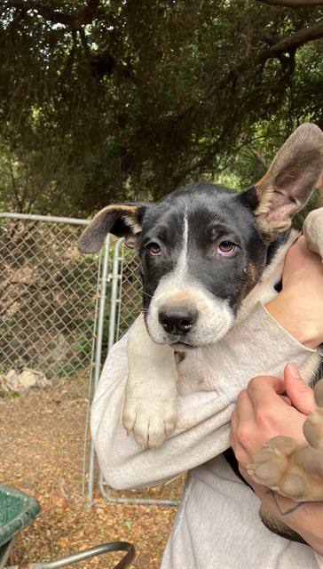 adoptable Dog in Santa Barbara, CA named BATTY