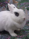 adoptable Rabbit in Santa Barbara, CA named SUZY Q