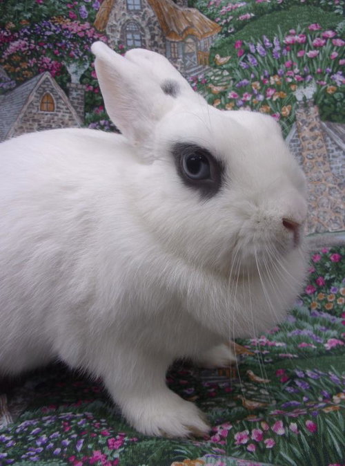 SUZY Q - Hotot available for adoption