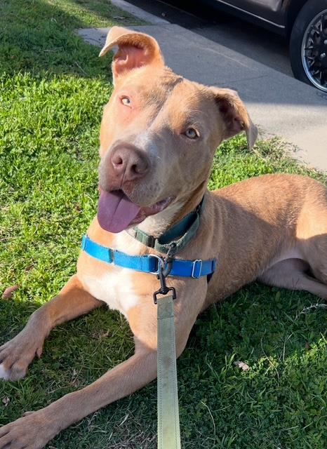 picture of the dog needing adoption