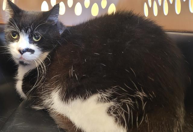 adoptable Cat in Santa Barbara, CA named RAIDER
