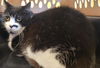 adoptable Cat in Santa Barbara, CA named RAIDER