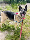 adoptable Dog in Santa Barbara, CA named CALI