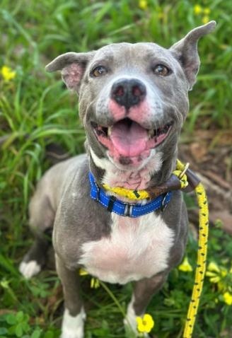 picture of the dog needing adoption