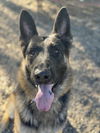 adoptable Dog in Santa Barbara, CA named OSO