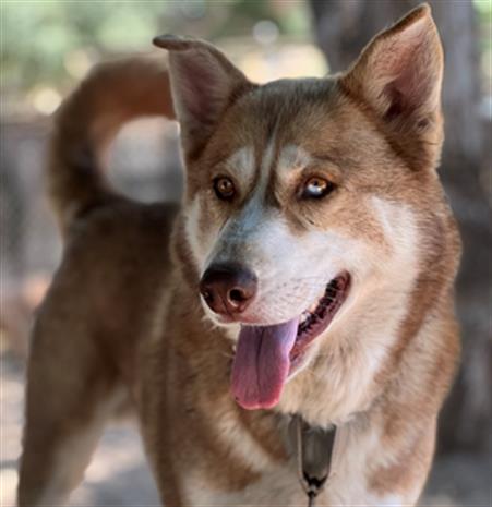 adoptable Dog in Santa Barbara, CA named JONAH