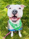 adoptable Dog in Santa Barbara, CA named ANGEL