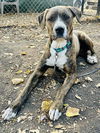 adoptable Dog in  named MANCHAS