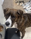 MANCHAS - Photo 1