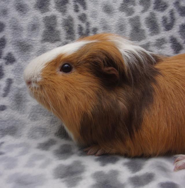 adoptable Guinea Pig in Santa Barbara, CA named COALIE