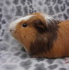 adoptable Guinea Pig in  named COALIE