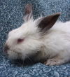 adoptable Rabbit in Santa Barbara, CA named BOOTS