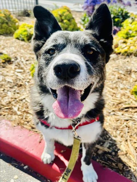 adoptable Dog in Santa Barbara, CA named JELATO